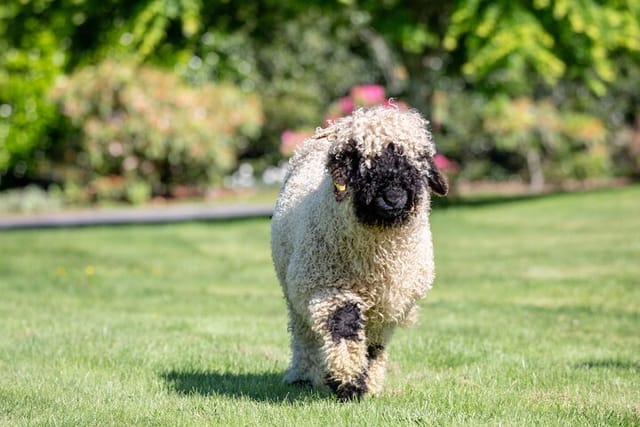 Farm Tour with the Cutest Sheep in the World in Cromwell 9384 - Photo 1 of 17